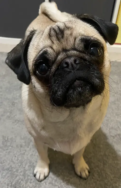Ginny, the StackPug pug